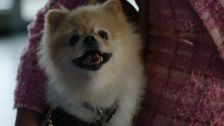 S2 E9: Barking Bad