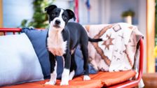 S4 E6: The Dog House Australia