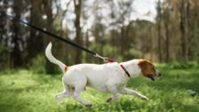 S3 E7: The Dog House Australia
