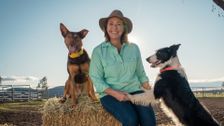 S3 E6: Muster Dogs: Collies and Kelpies