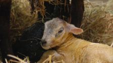 S1 E3: Our Dream Farm with Matt Baker