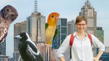 S1 E3: Melbourne