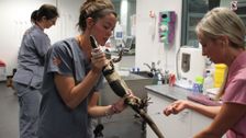 S2 E16: Bondi Vet
