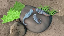 S1 E43: The Marine Iguanas