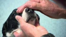 S7 E16: Bondi Vet