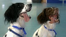 S8 E1: Paul O'Grady: For the Love of Dogs