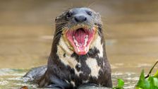 S5 E7: Giant Otter Stakeout