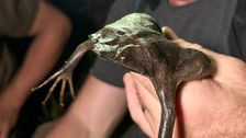 S5 E8: South America's Weirdest