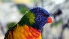S1 E5: Bondi Vet