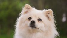 S2 E9: The Dog House Australia
