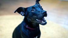 S3 E10: The Dog House Australia