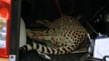 S14 E8: Bondi Vet