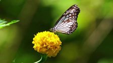 S376 E1: Rainforest Rangers: Animals of the Rainforest
