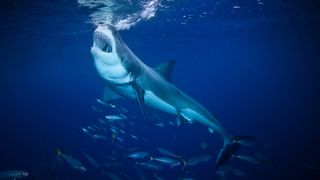 Shark Alarm: The Year of Swimming Dangerously