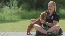 S5 E3: The Dog House Australia