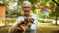 Paul O'Grady: For the Love of Dogs - India