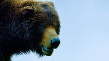 S2 E15: Andy and the Kamchatka Brown Bears