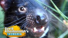 David Attenborough's Tasmania