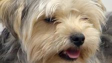 S6 E10: Bondi Vet