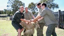 S8 E2: Bondi Vet