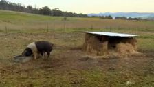 S3 E6: Breaking Down a Pig