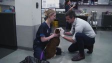 S1 E1: Animal SOS Australia