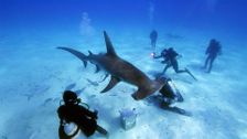S4 E8: Shark Rescue Special
