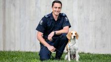 S12 E3: Dog Patrol