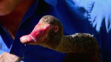 S5 E1: Wayne Swan the Black Swan