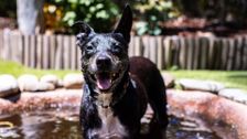 S4 E1: The Dog House Australia