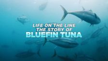 Life on the Line: The Story of Bluefin Tuna