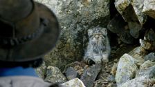 S2 E7: Andy and the Pallas's Cats
